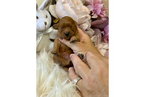 販売中の東京都のミックス犬-393677の3枚目