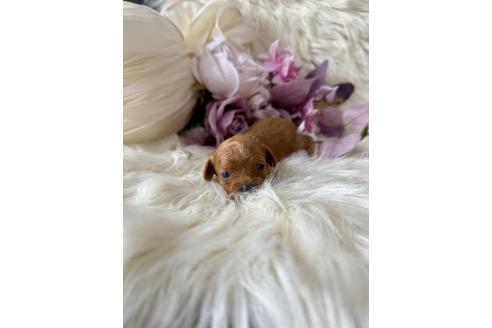 販売中の東京都のミックス犬-393677の2枚目