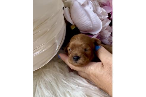 販売中の東京都のミックス犬-393680の3枚目