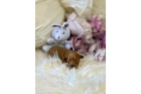 販売中の東京都のミックス犬-393681の2枚目