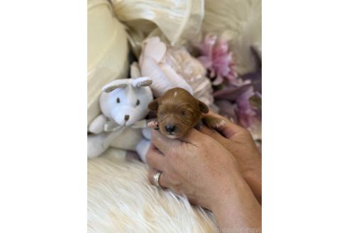 販売中の東京都のミックス犬-393682の4枚目