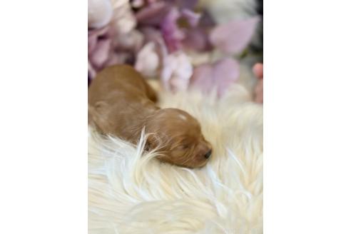 販売中の東京都のミックス犬-393682の3枚目