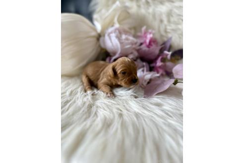 販売中の東京都のミックス犬-393682の2枚目