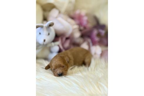 販売中の東京都のミックス犬-393683の4枚目