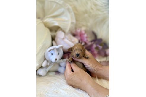 販売中の東京都のミックス犬-393683の3枚目
