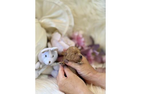 販売中の東京都のミックス犬-393683の2枚目