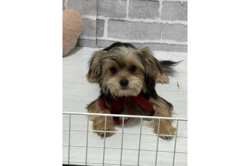 販売中の東京都のミックス犬-351064の2枚目