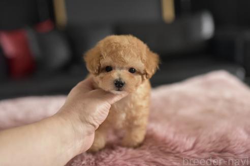 販売中の茨城県のタイニープードル-393689の3枚目