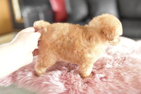 販売中の茨城県のタイニープードル-393689の2枚目