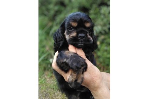 販売中の奈良県のアメリカンコッカースパニエル-393688の2枚目