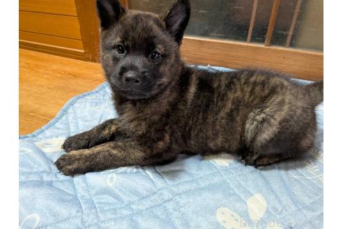 販売中の岡山県の甲斐犬-393696の6枚目
