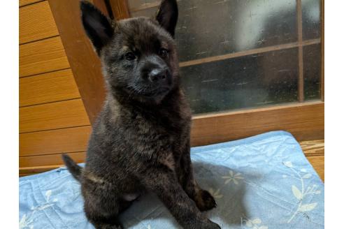 販売中の岡山県の甲斐犬-393696の5枚目