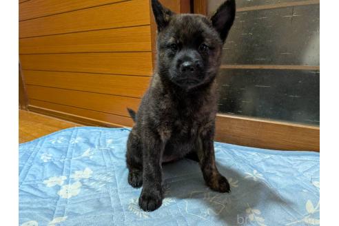 販売中の岡山県の甲斐犬-393696の4枚目