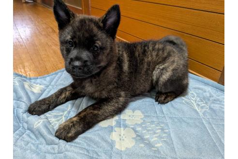 販売中の岡山県の甲斐犬-393696の3枚目