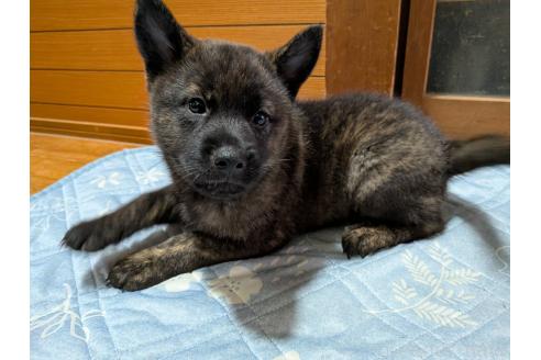 販売中の岡山県の甲斐犬-393696の2枚目