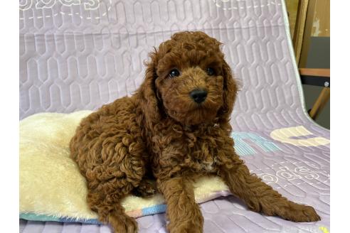 販売中の神奈川県のトイプードル-386537の6枚目