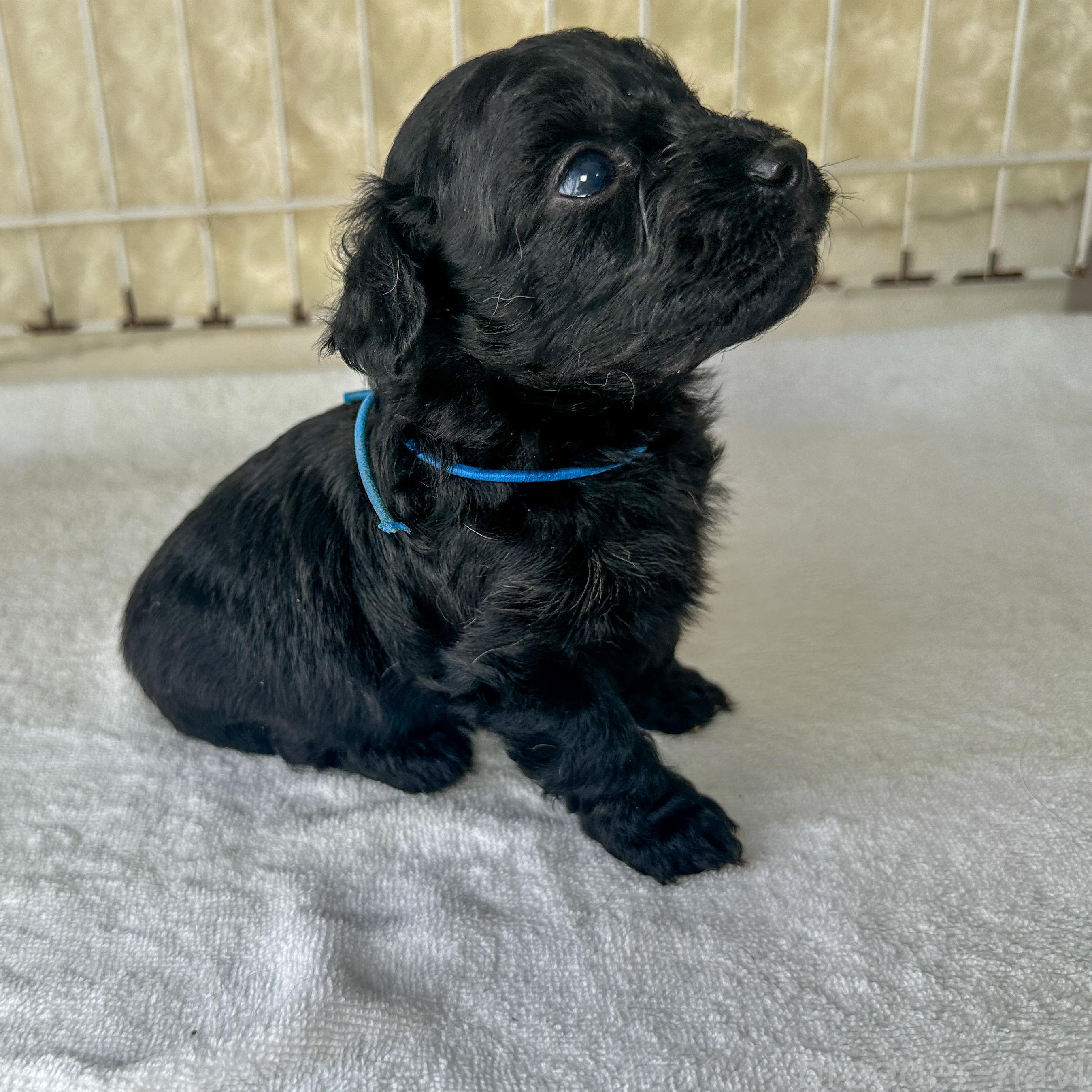 販売中の千葉県のミックス犬-393712の7枚目