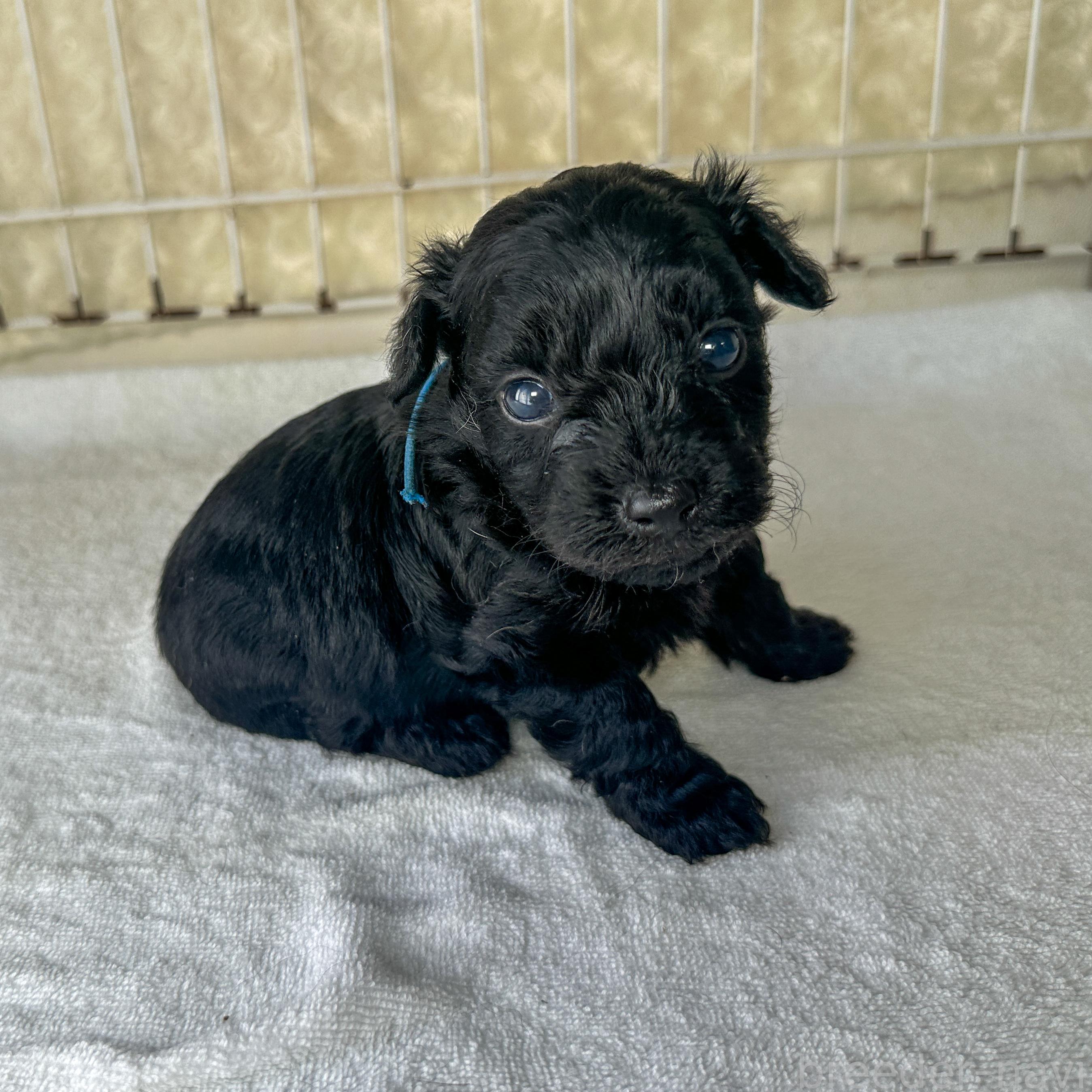 販売中の千葉県のミックス犬-393712の6枚目