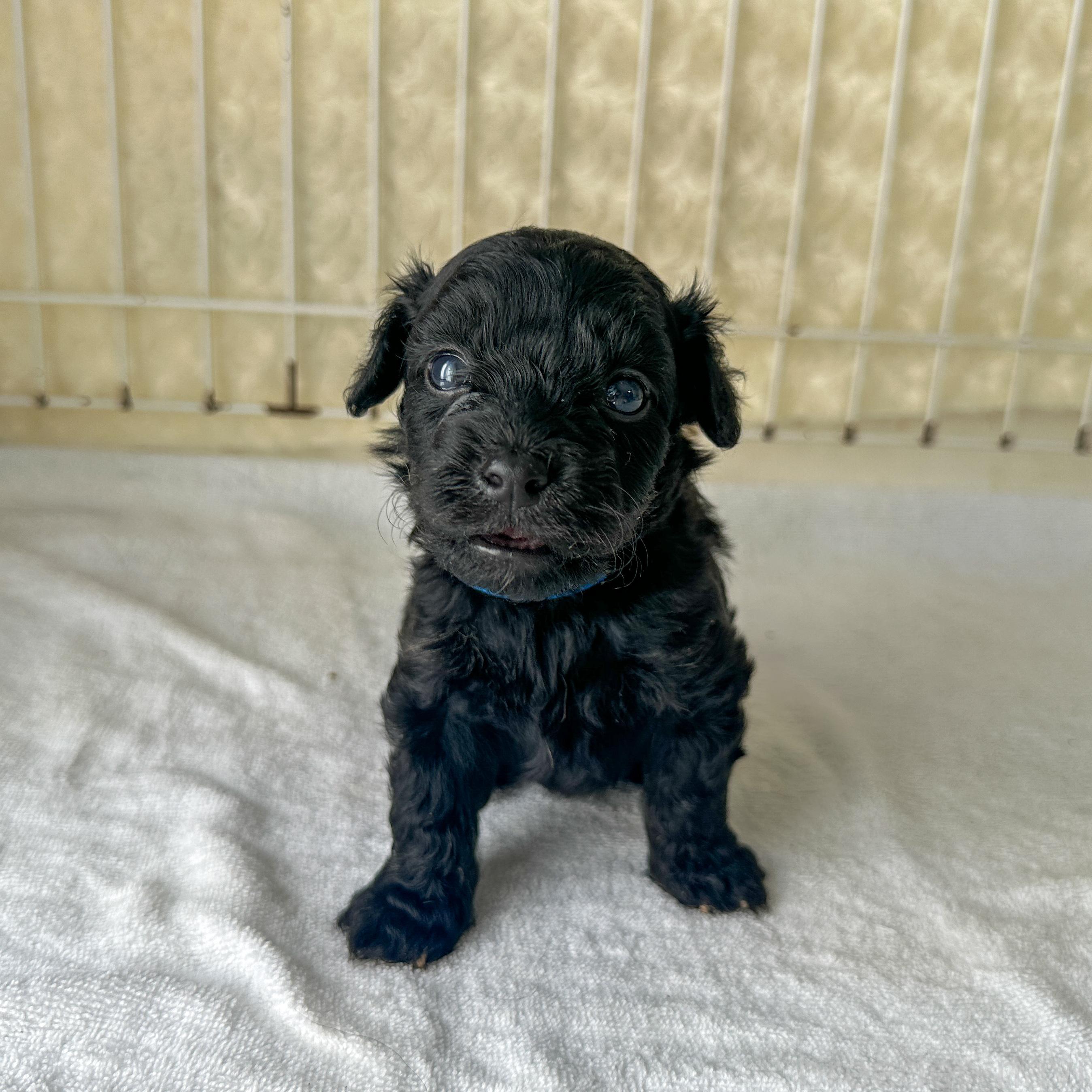 販売中の千葉県のミックス犬-393712の4枚目