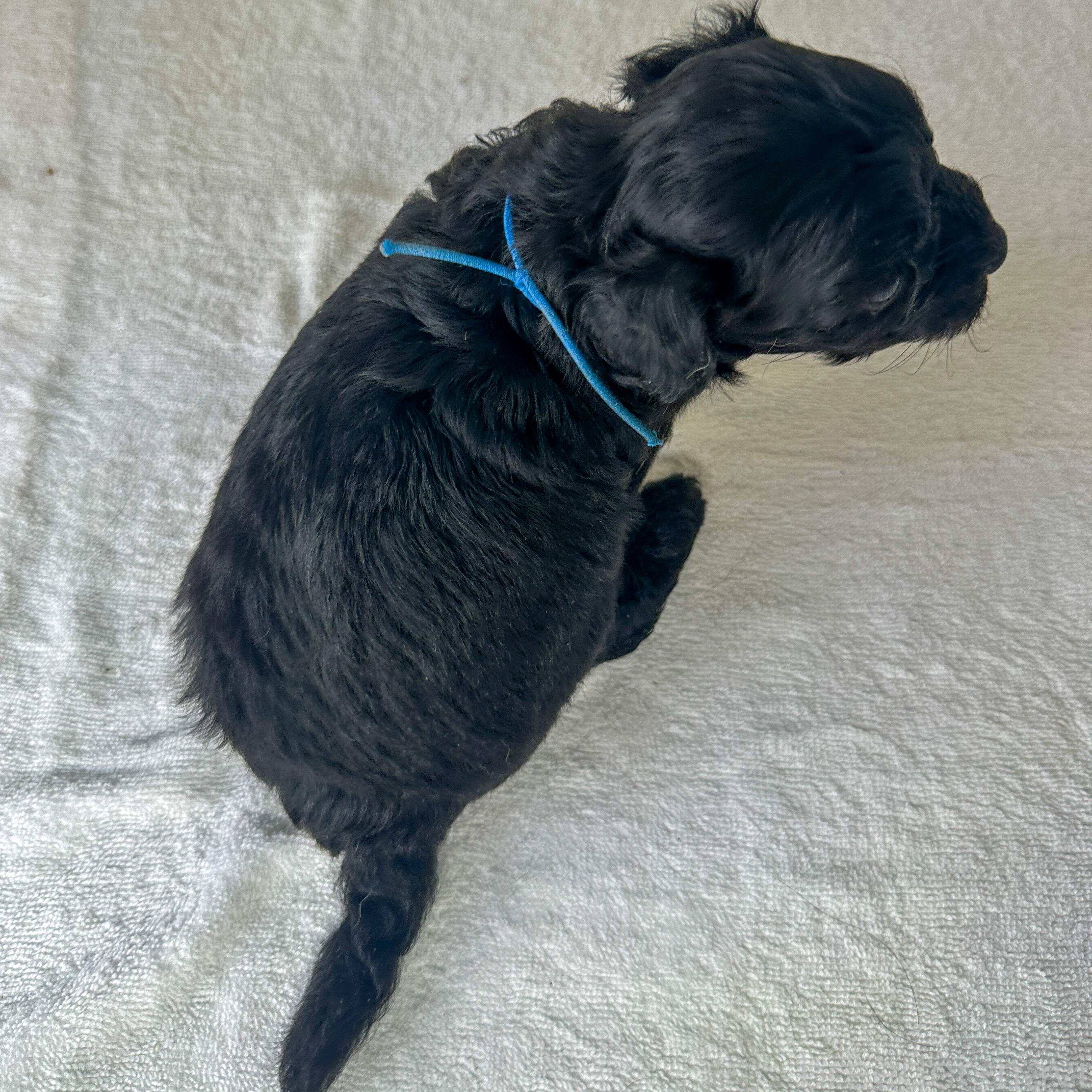 販売中の千葉県のミックス犬-393712の3枚目