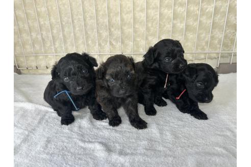 販売中の千葉県のミックス犬-393712の2枚目
