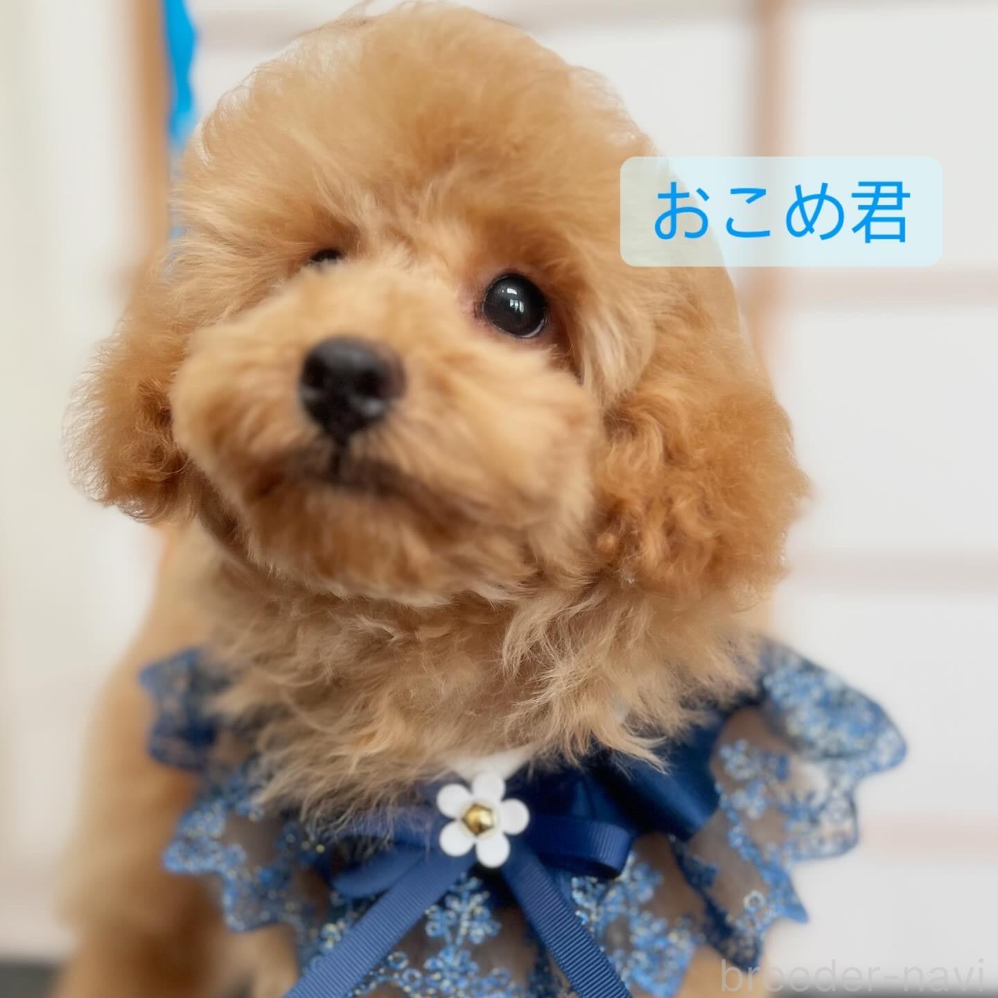 販売中の福岡県のトイプードル-374270
