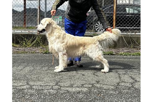 ZORROくんくん1枚目