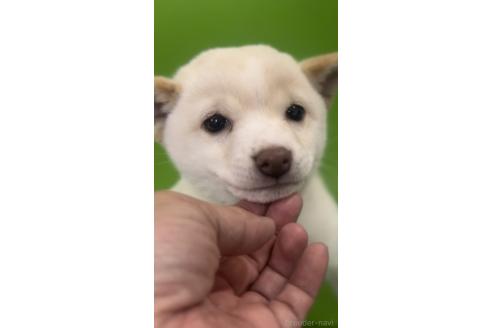 販売中の千葉県の豆柴-393724の5枚目
