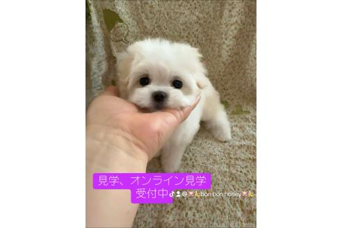 販売中の山形県のマルチーズ-383479の4枚目