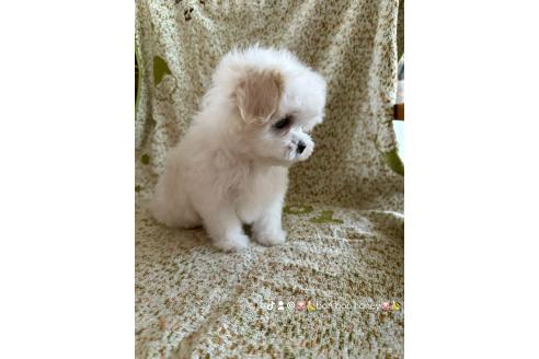 販売中の山形県のマルチーズ-383479の2枚目