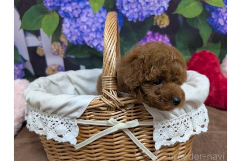 販売中の愛知県のタイニープードル-393726の4枚目