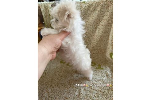 成約済の山形県のマルチーズ-383477の2枚目