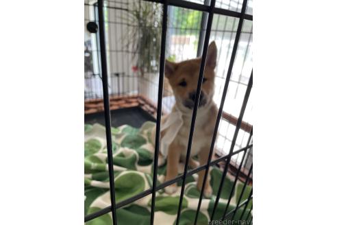 成約済の大阪府の柴犬-390813の3枚目