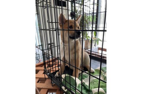 成約済の大阪府の柴犬-390813の2枚目