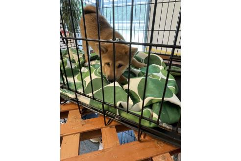 成約済の大阪府の柴犬-390812の7枚目