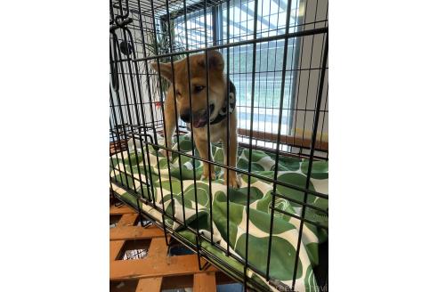 成約済の大阪府の柴犬-390812の6枚目