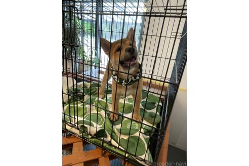 成約済の大阪府の柴犬-390812の5枚目