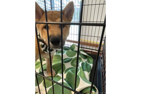 成約済の大阪府の柴犬-390812の4枚目
