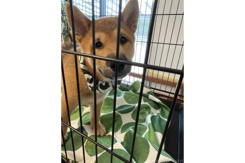 成約済の大阪府の柴犬-390812の3枚目
