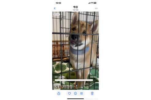 成約済の大阪府の柴犬-390817の11枚目