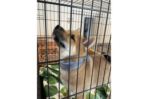 成約済の大阪府の柴犬-390817の10枚目