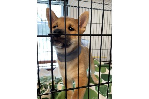 成約済の大阪府の柴犬-390817の9枚目