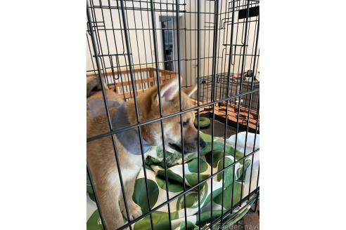 成約済の大阪府の柴犬-390817の8枚目