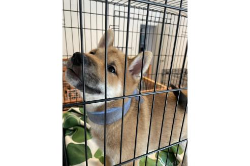 成約済の大阪府の柴犬-390817の7枚目