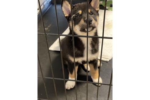 成約済の大阪府の柴犬-390815の4枚目
