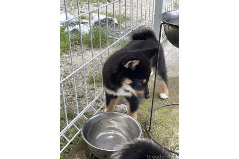 成約済の大阪府の柴犬-390815の3枚目