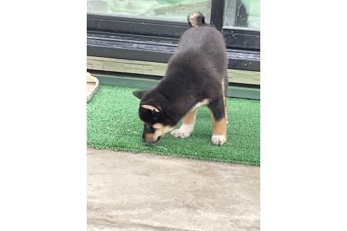 成約済の大阪府の柴犬-390815の2枚目