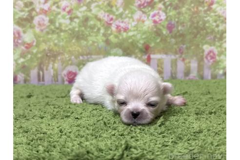 販売中の埼玉県のミックス犬-393729の4枚目