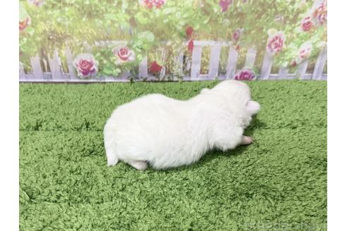 販売中の埼玉県のミックス犬-393729の3枚目