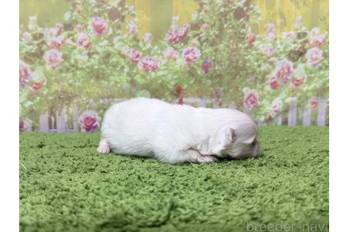 販売中の埼玉県のミックス犬-393729の2枚目
